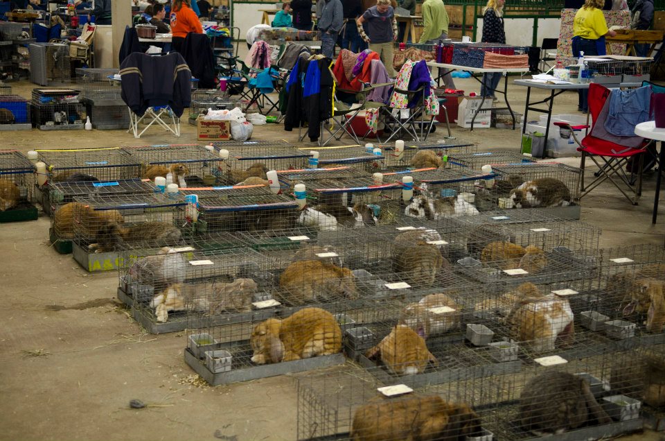City Rabbits | Grand Rapids MI