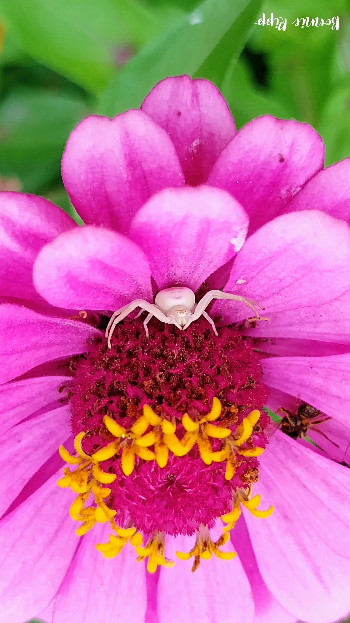 Crab 🦀 spider on a Zinnia!!🙂 In OREGON 🌲