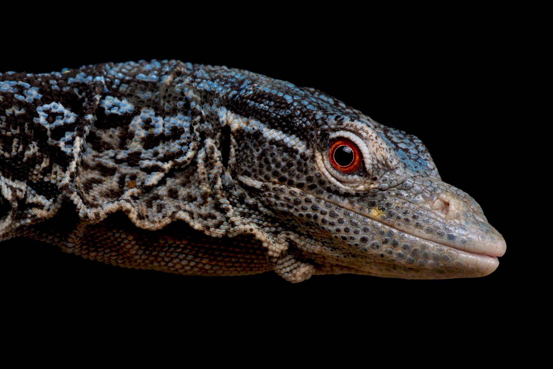 Reptiles4all - The Blue tree monitor (Varanus macraei) is...