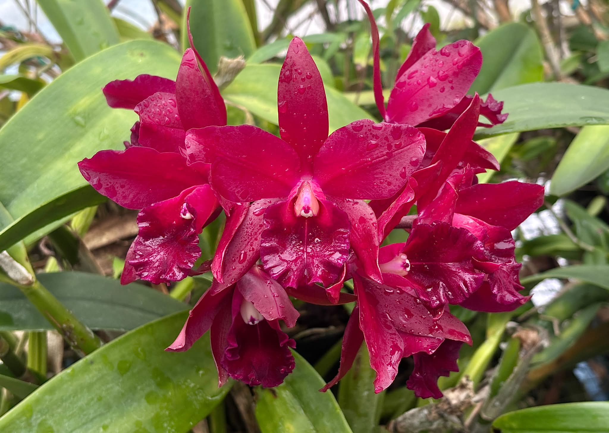 Rhyncattleanthe Cherry Suisse orchid hybrid