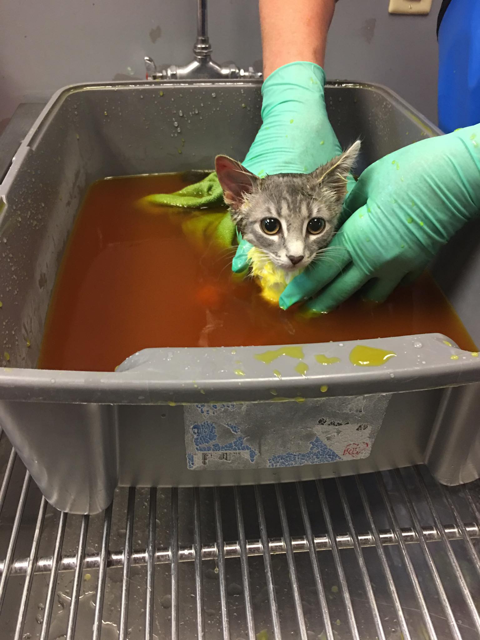 Catisfaction - Did you know that ringworm isn't a worm at... | Facebook