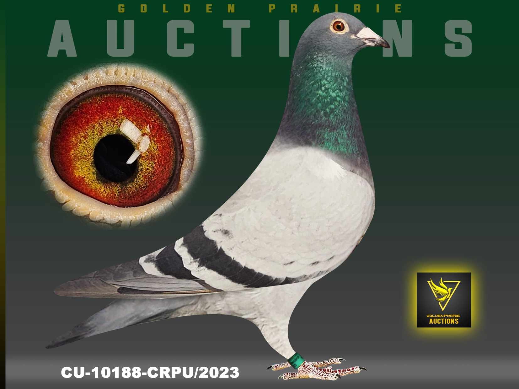 Saskatchewan and Central Canada Racing Pigeons | Rockglen SK