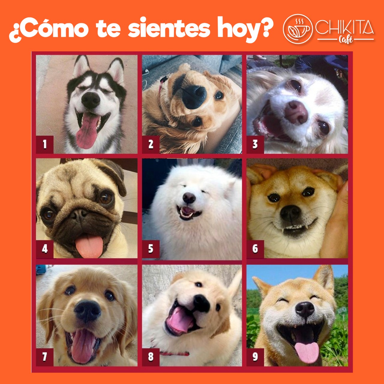 chikita-caf-en-la-escala-perruna-c-mo-te-sientes-hoy-facebook