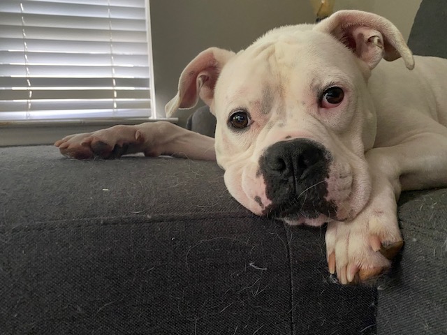 Blue Ridge Boxer Rescue added a... - Blue Ridge Boxer Rescue