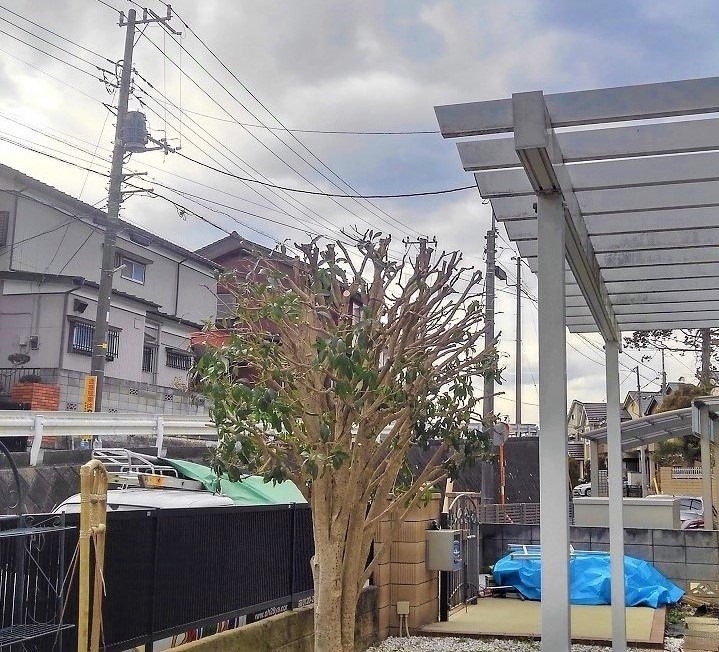 Oh庭ya Inc キンモクセイ枝下ろし お客様ご自身で お手入れできる高さへ 千葉県柏市 Facebook