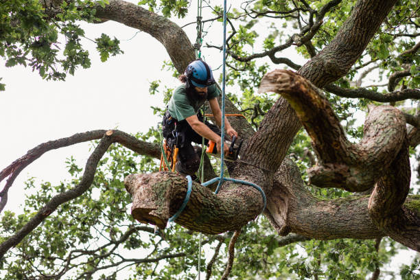 Absolute Tree Service | Omaha NE