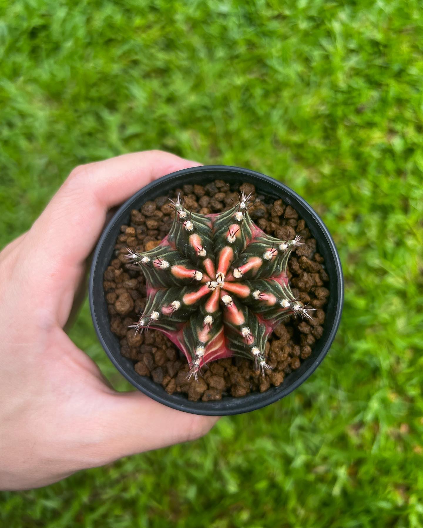 Humyai Cactus - Humyai Cactus added a new photo.