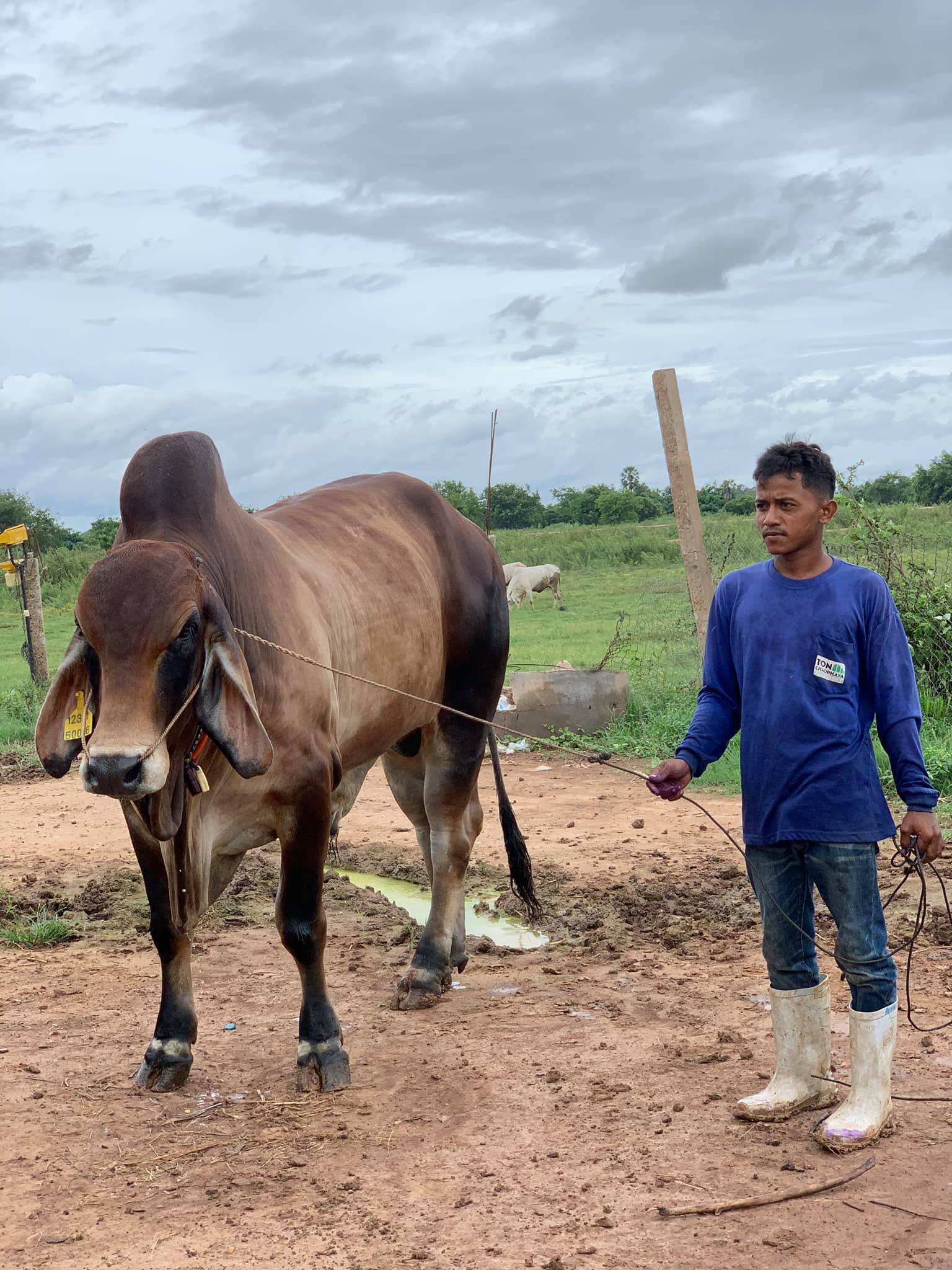 Brahman Ranch of Cambodia