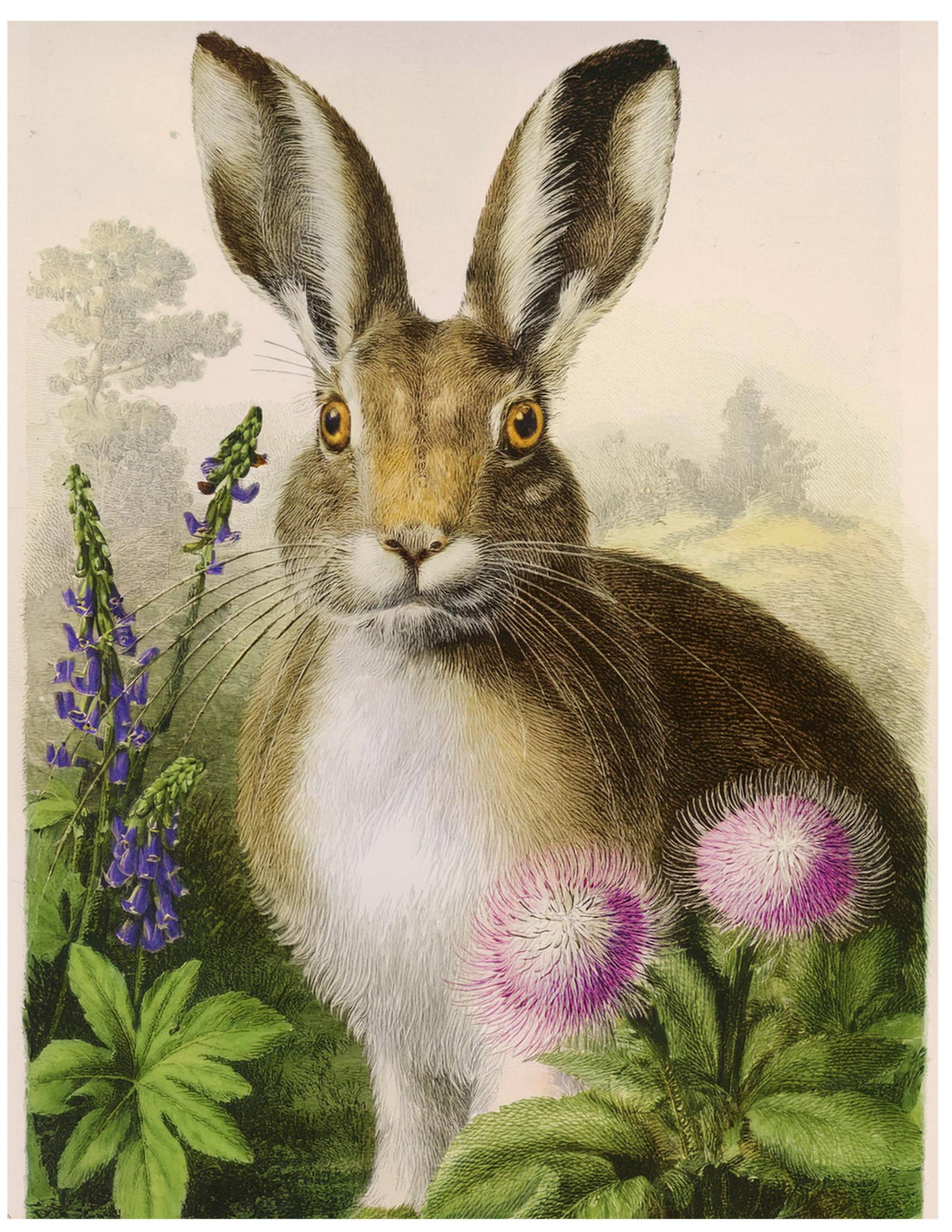 Set of 4/Woodland Rabbit Prints, 8x10 – Vintage Nature Art - Posters ...