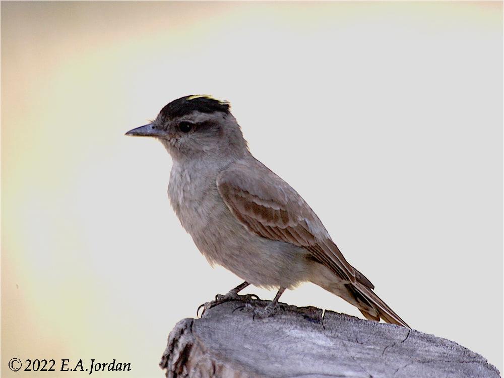 Mes oiseaux - Le nom plus long: Griseotyrannus... | Facebook