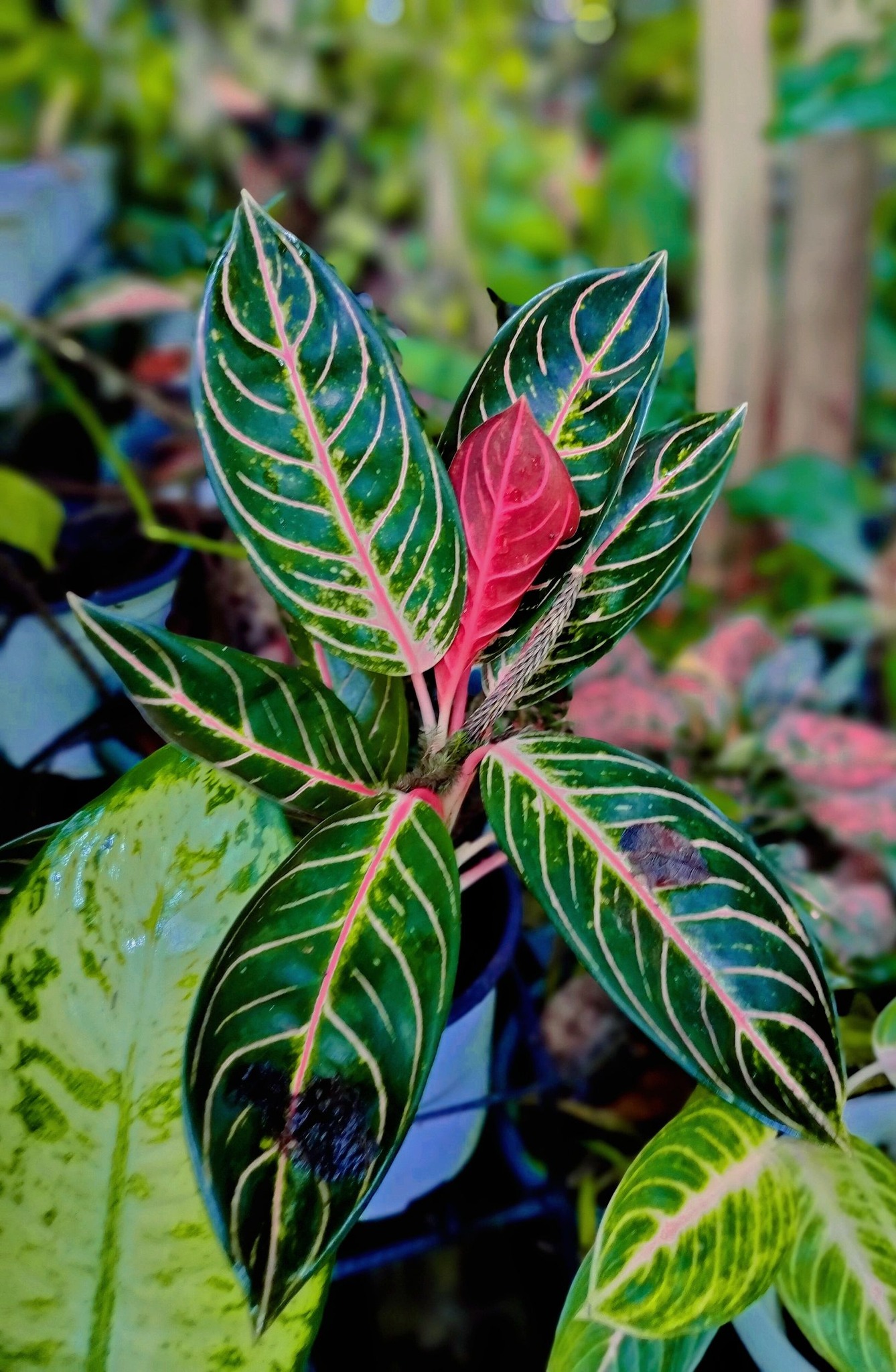 Black Sumatra Aglaonema #follower #friends #everyonehighlights