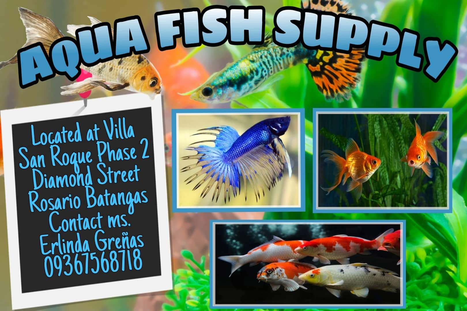 Aqua fish supply | Rosario