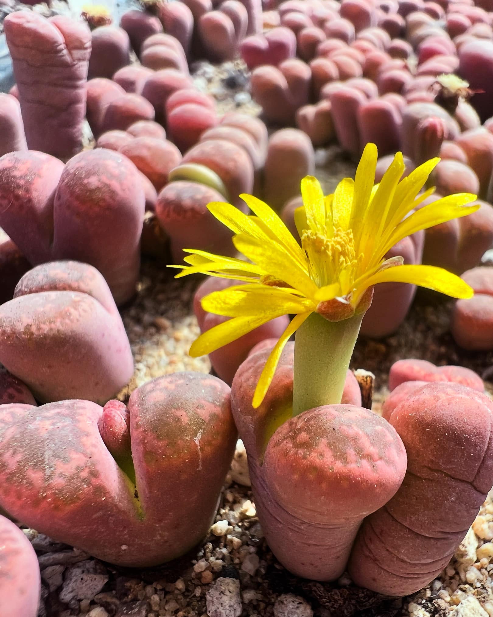 Lithops Julii 