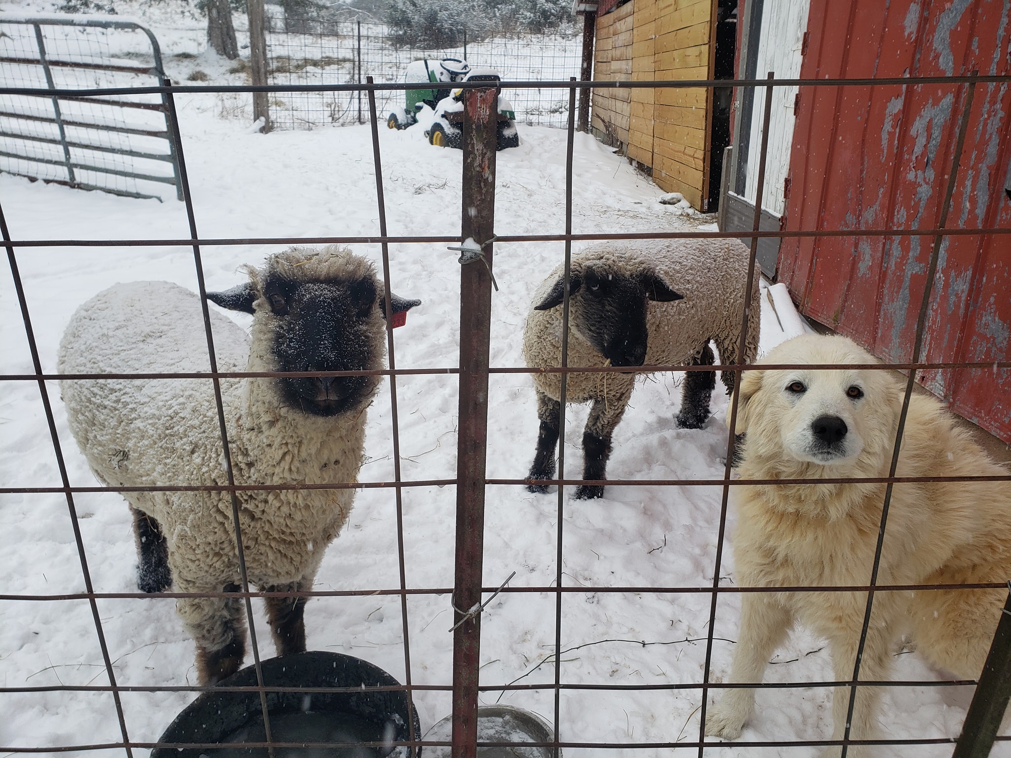 Shepherds' Rise: a Family Farm | Woodbury TN