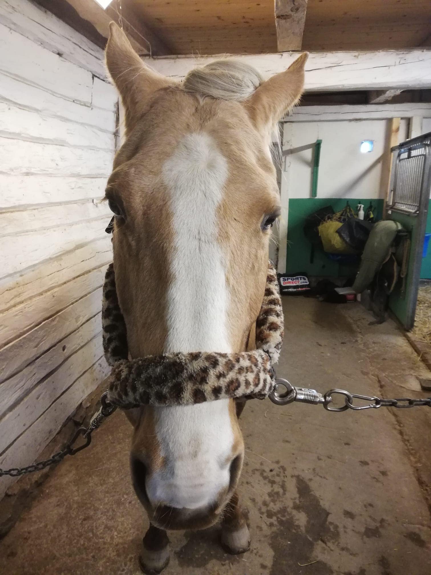 Kaytee Reiners and Performance Horses | Aylett VA