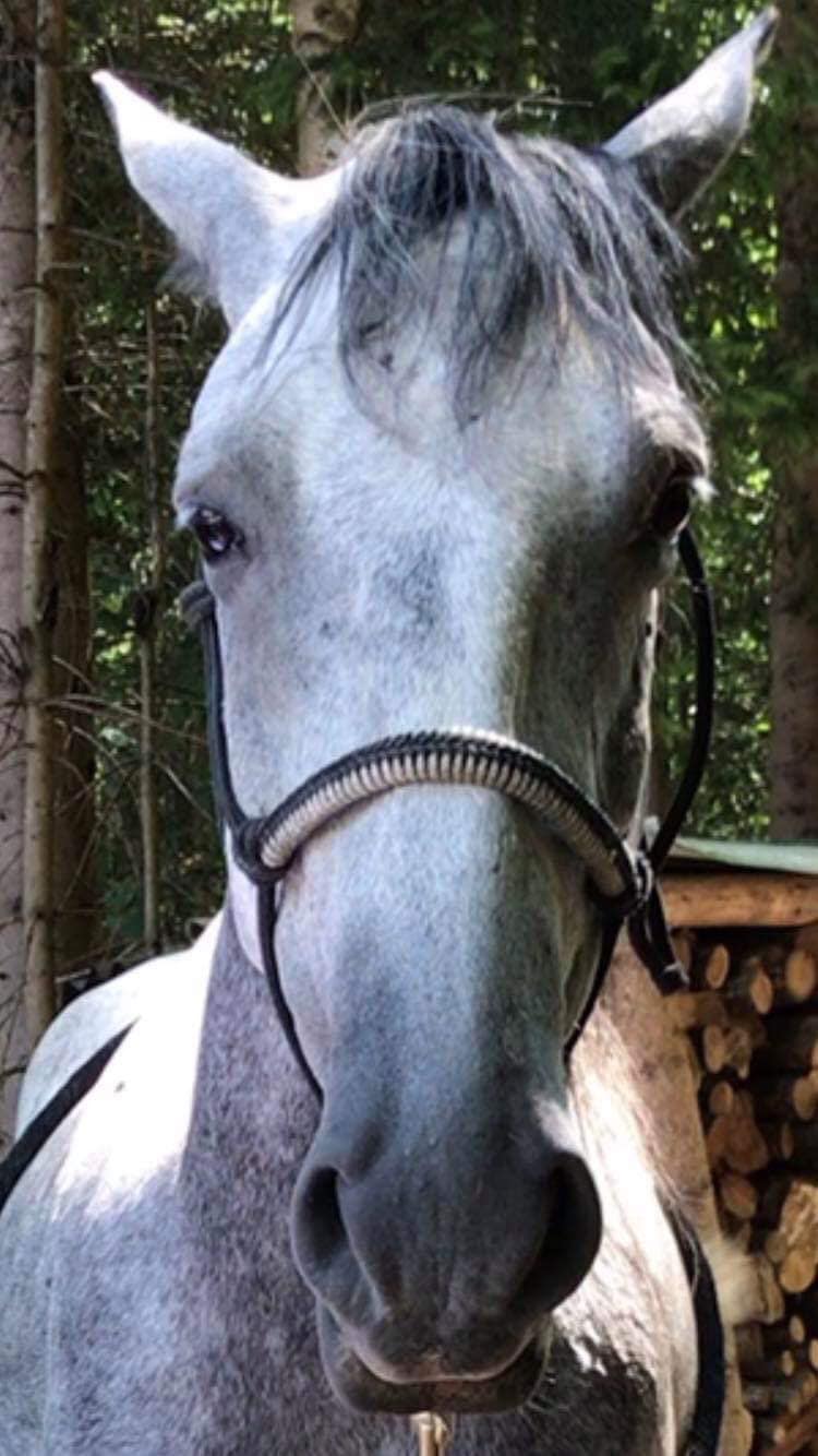 Kaytee Reiners and Performance Horses | Aylett VA