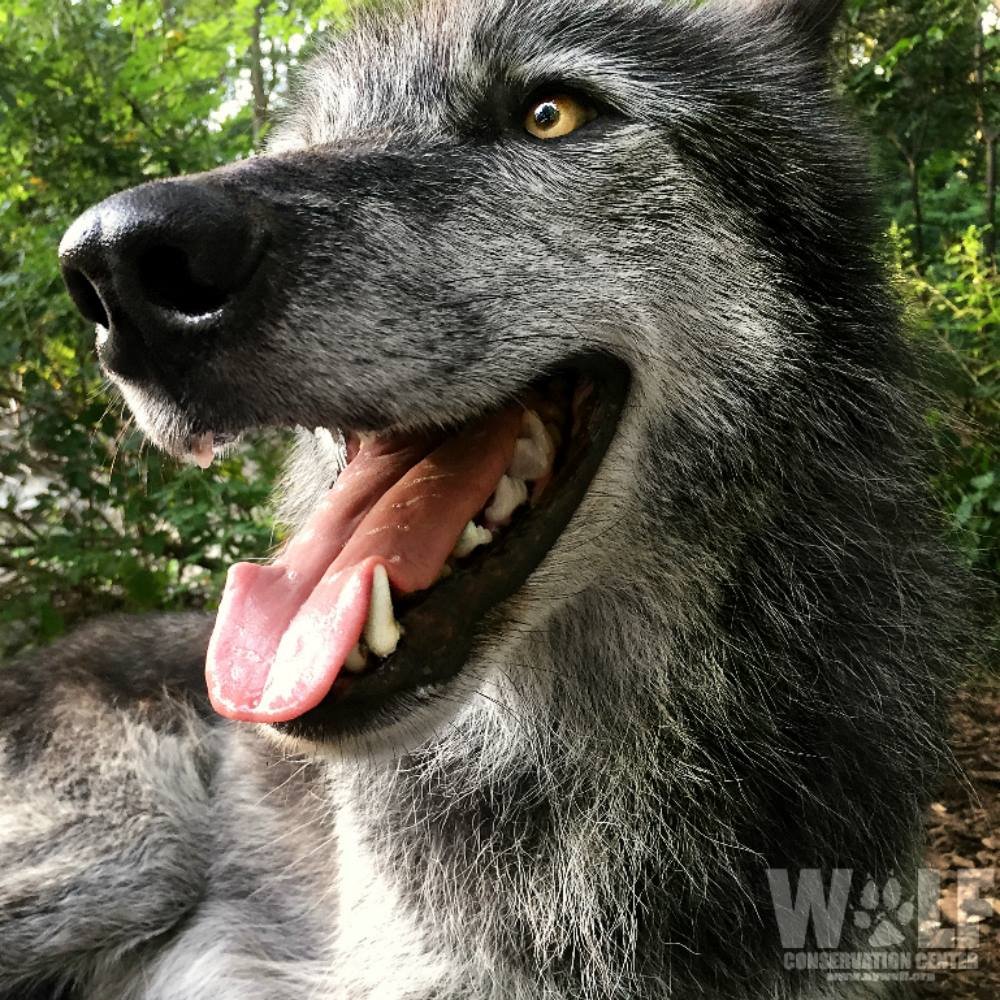 Wolf - With temperatures rising, how are the 34 wolves that reside at ...