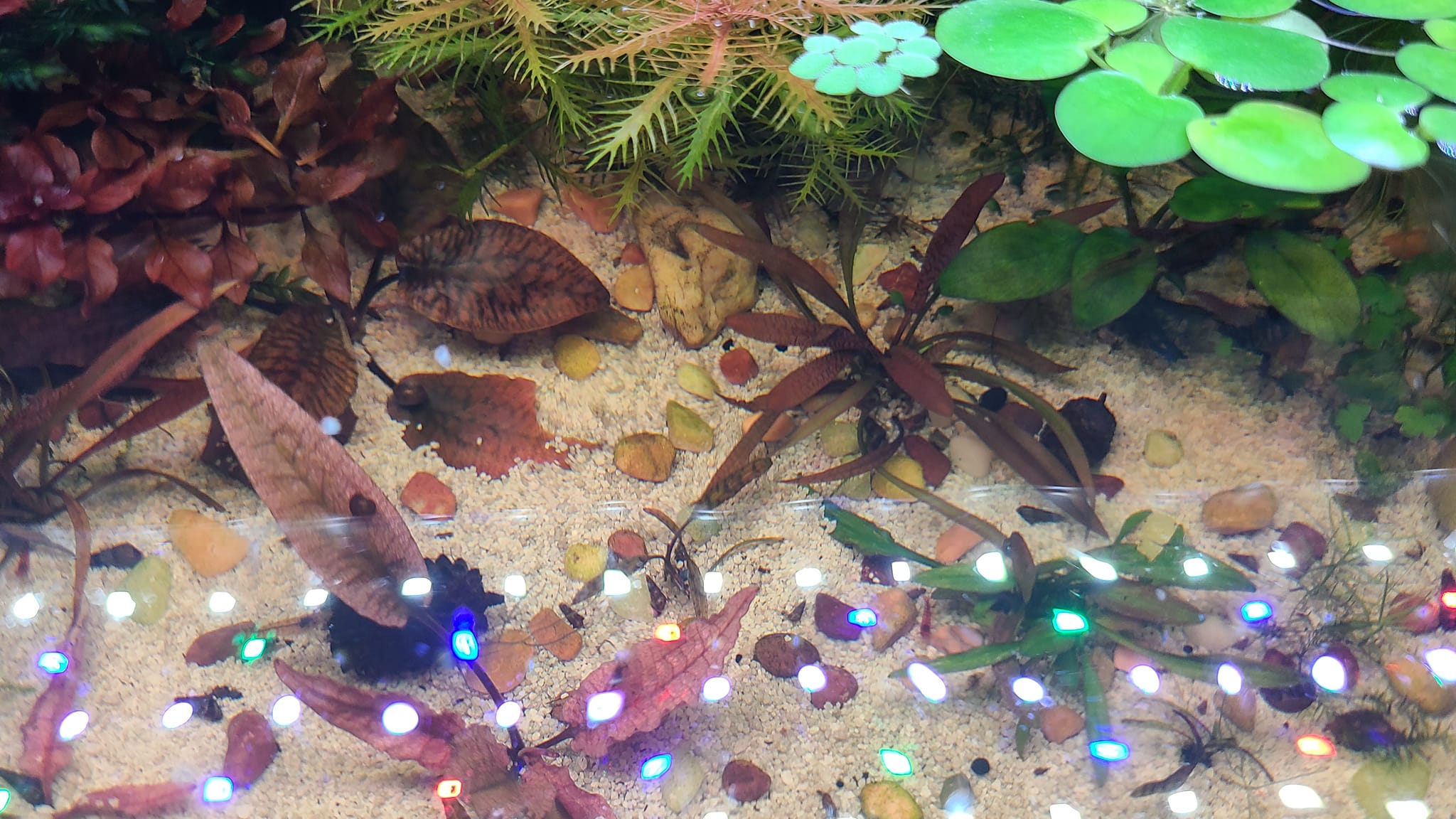 Cryptocoryne striolata No idea it was going to turn red. :)