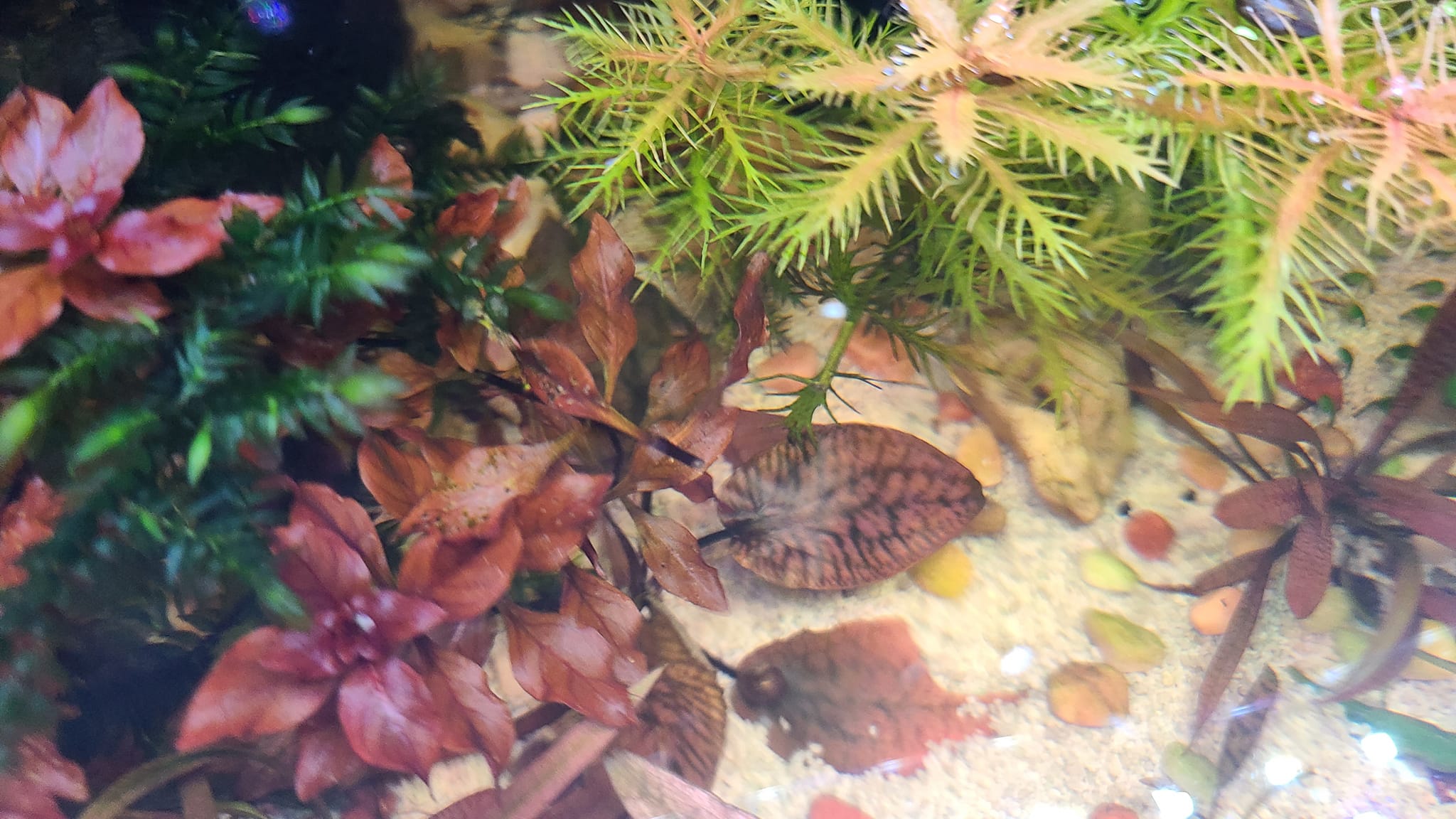 Cryptocoryne striolata No idea it was going to turn red. :)