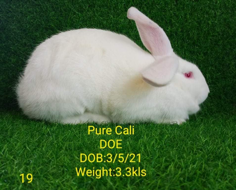 Royal Rabbitry PH | San Ildefonso