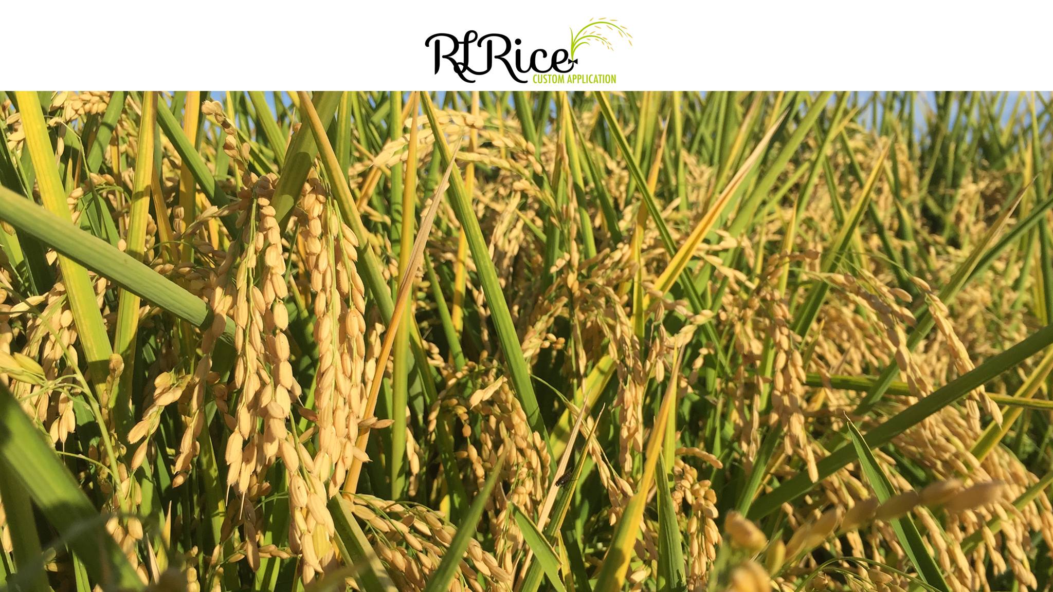 RL Rice | Richvale CA