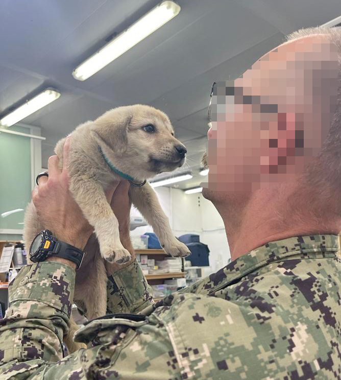 Paws - 𝗔𝗻 𝗔𝗺𝗲𝗿𝗶𝗰𝗮𝗻 𝗛𝗲𝗿𝗼 𝗿𝗲𝘀𝗰𝘂𝗲𝗱 𝘁𝗵𝗶𝘀 𝗮𝗱𝗼𝗿𝗮𝗯𝗹𝗲 𝗽𝘂𝗽 𝘊𝘢𝘯 𝘺𝘰𝘶 𝘩𝘦𝘭𝘱 𝘶𝘴 𝘨𝘦𝘵 ...