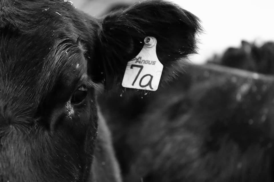 SCOMAC Livestock added a new photo. - SCOMAC Livestock