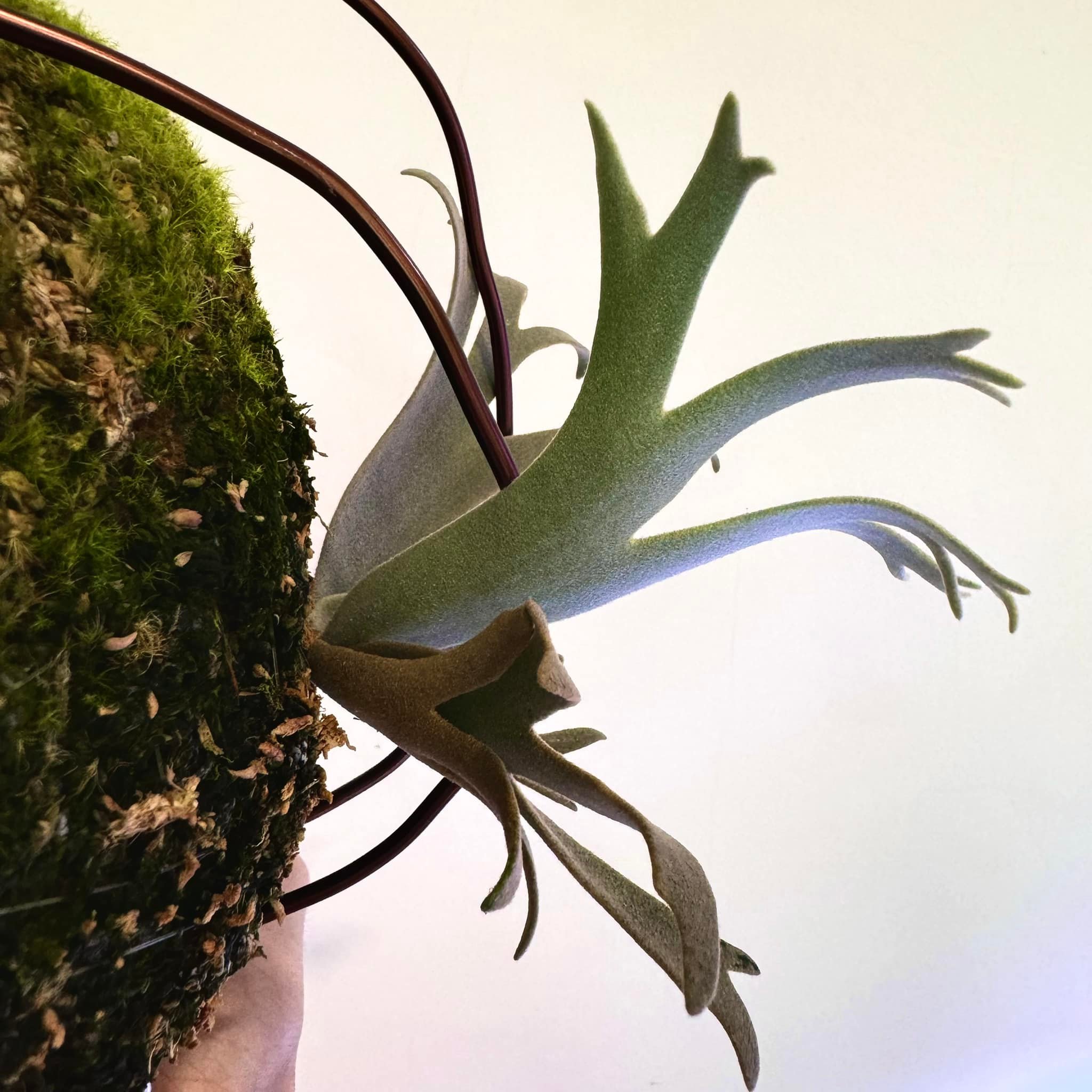 P.willinckii 