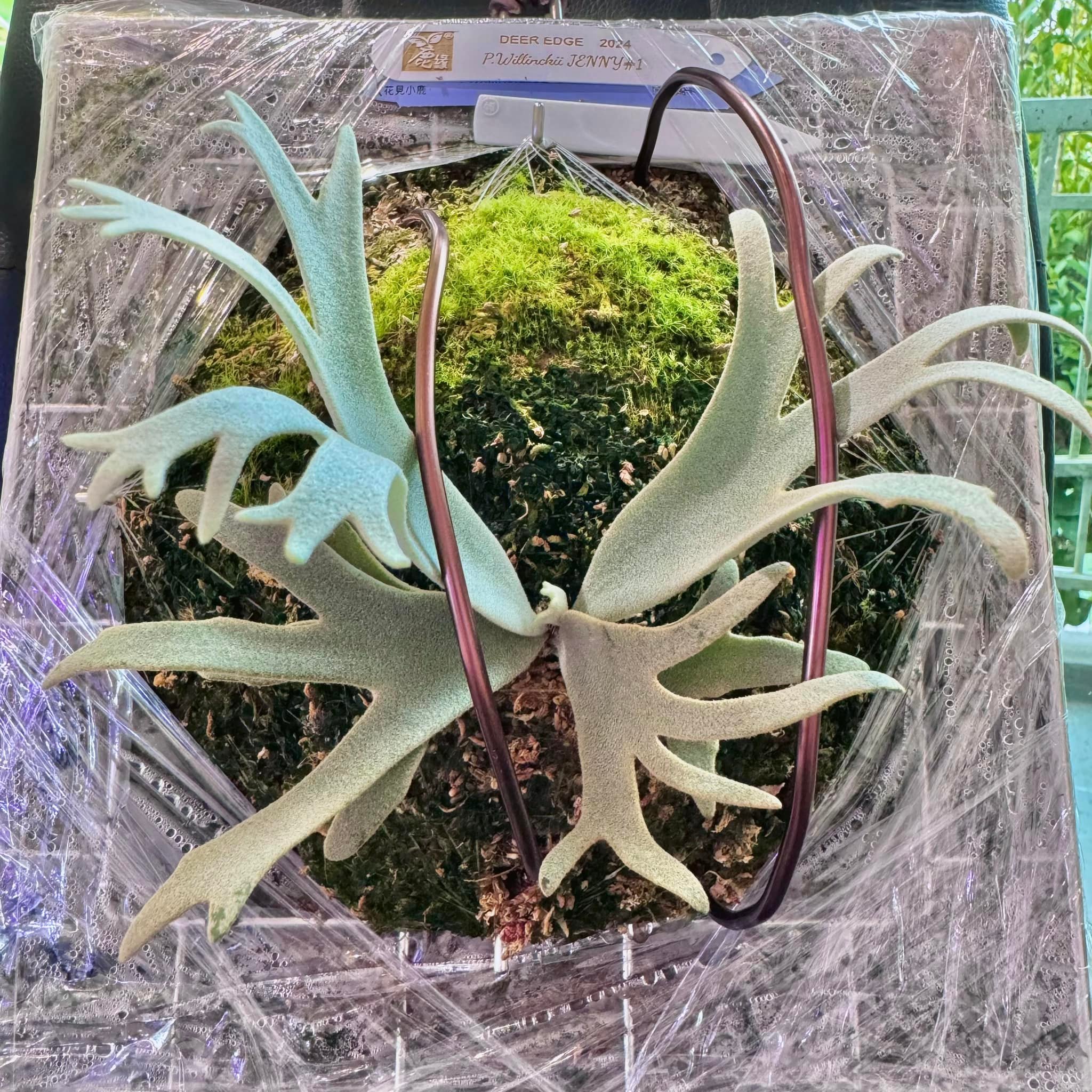 P.willinckii 