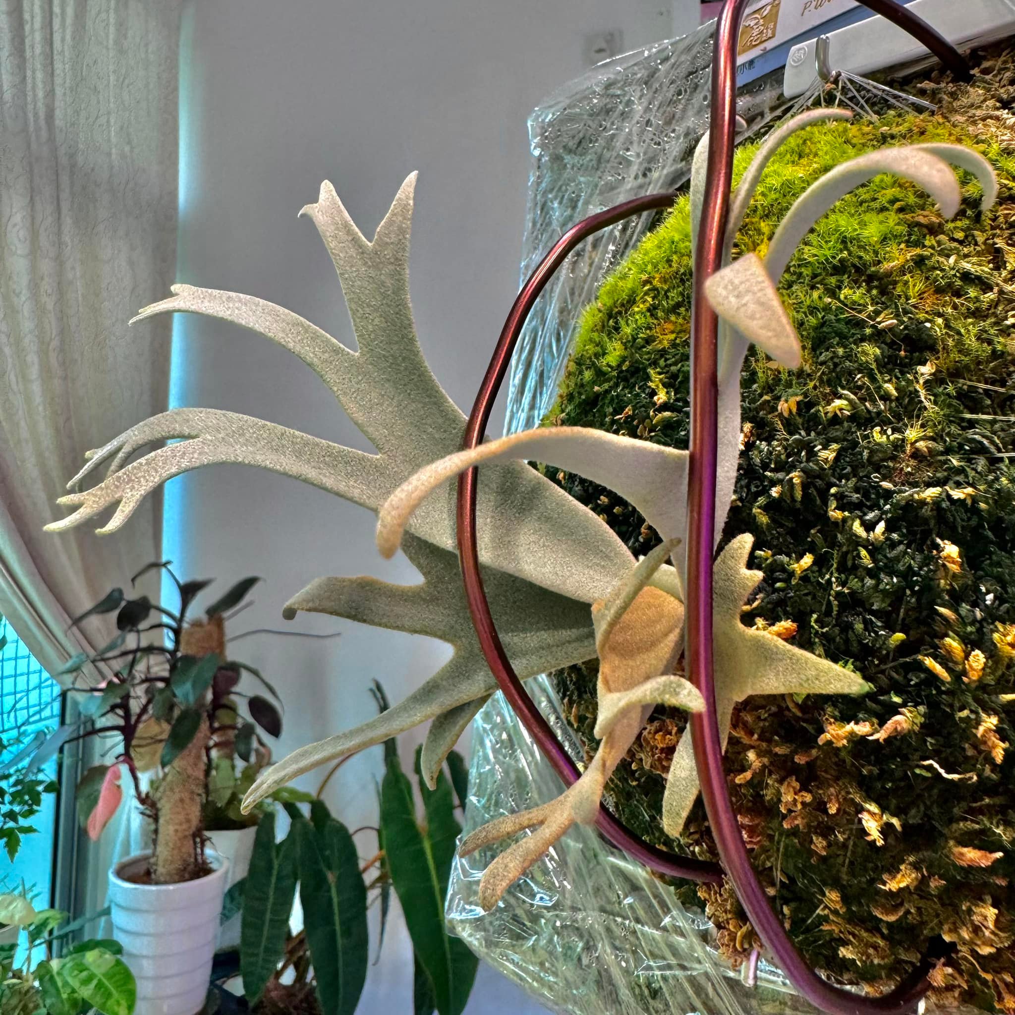 P.willinckii 