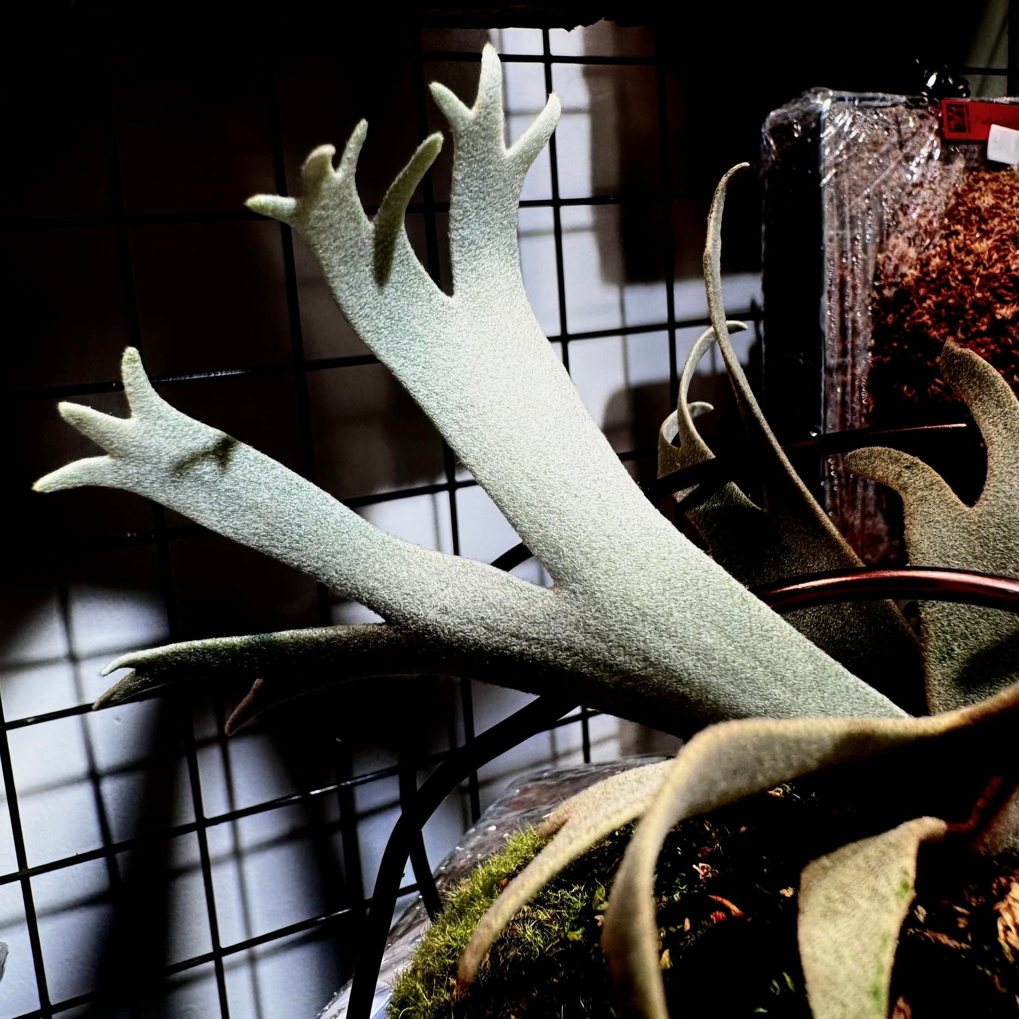 P.willinckii 