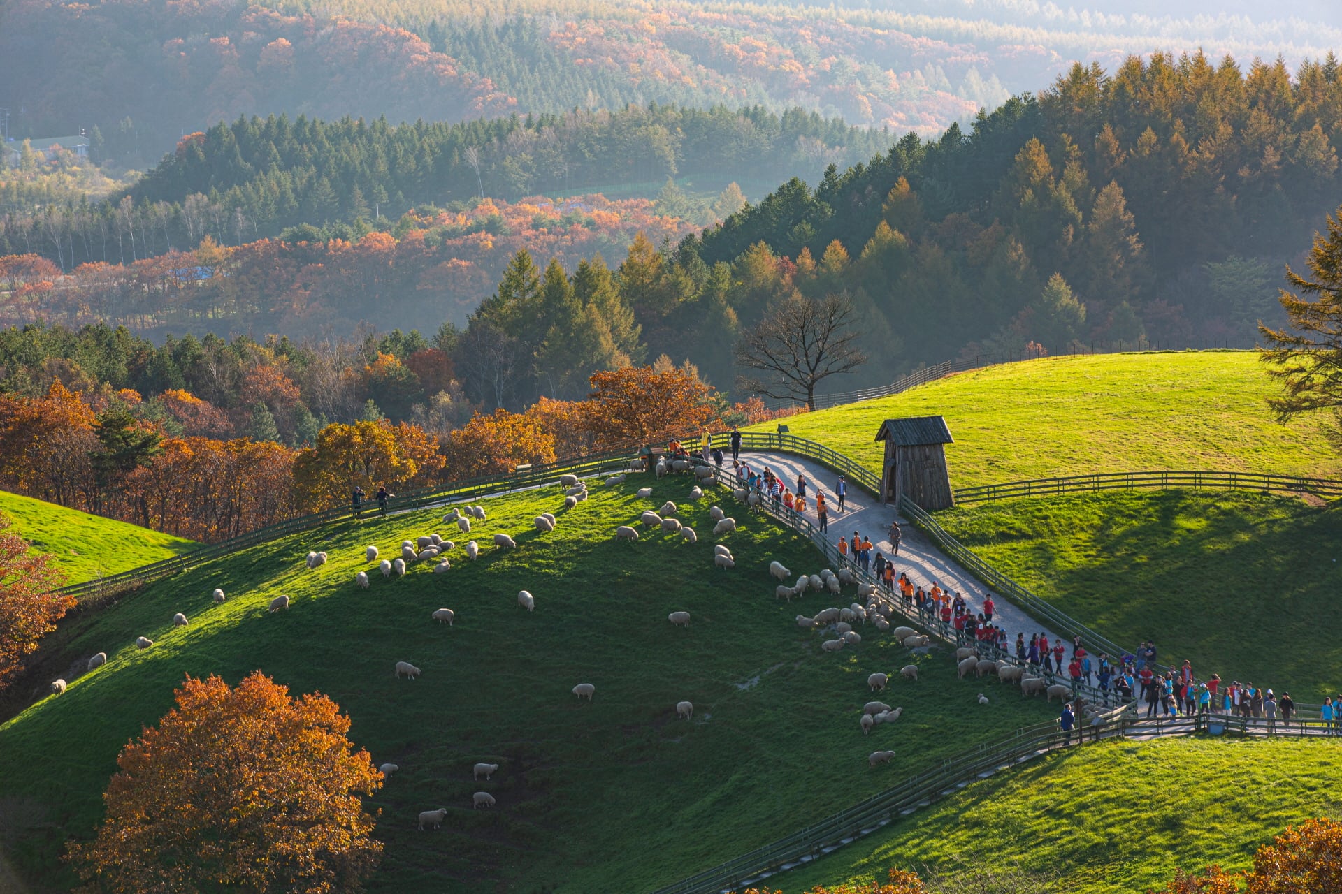 Gangwon State - Picturesque view at #Daegwallyeong #Sheep...