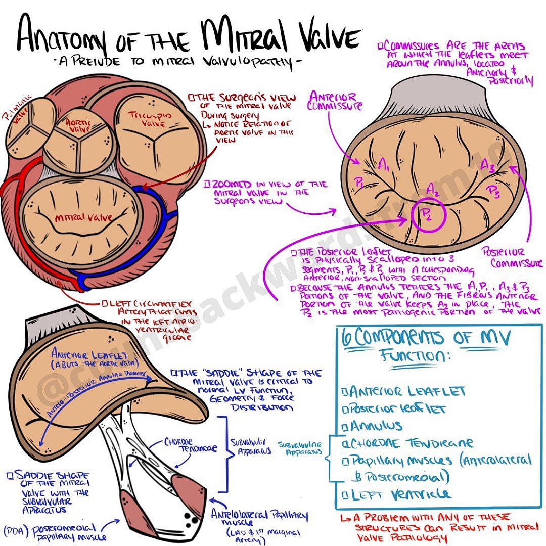 The Mitral valve is a complex... - Count Backwards From 10 | Facebook