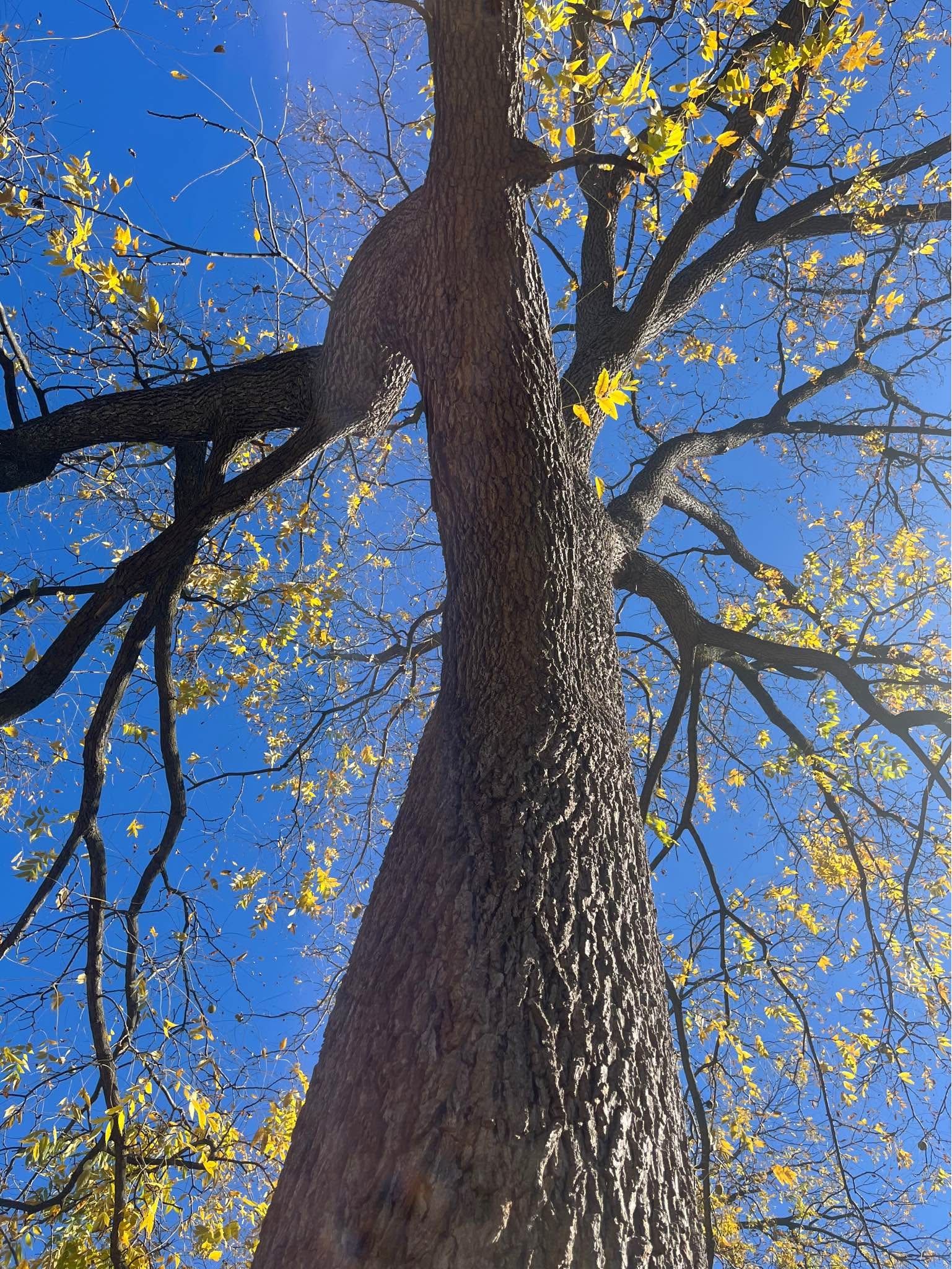 Large black walnut tree for harvest 🌳 valuable wood***MAKE*OFFER ...