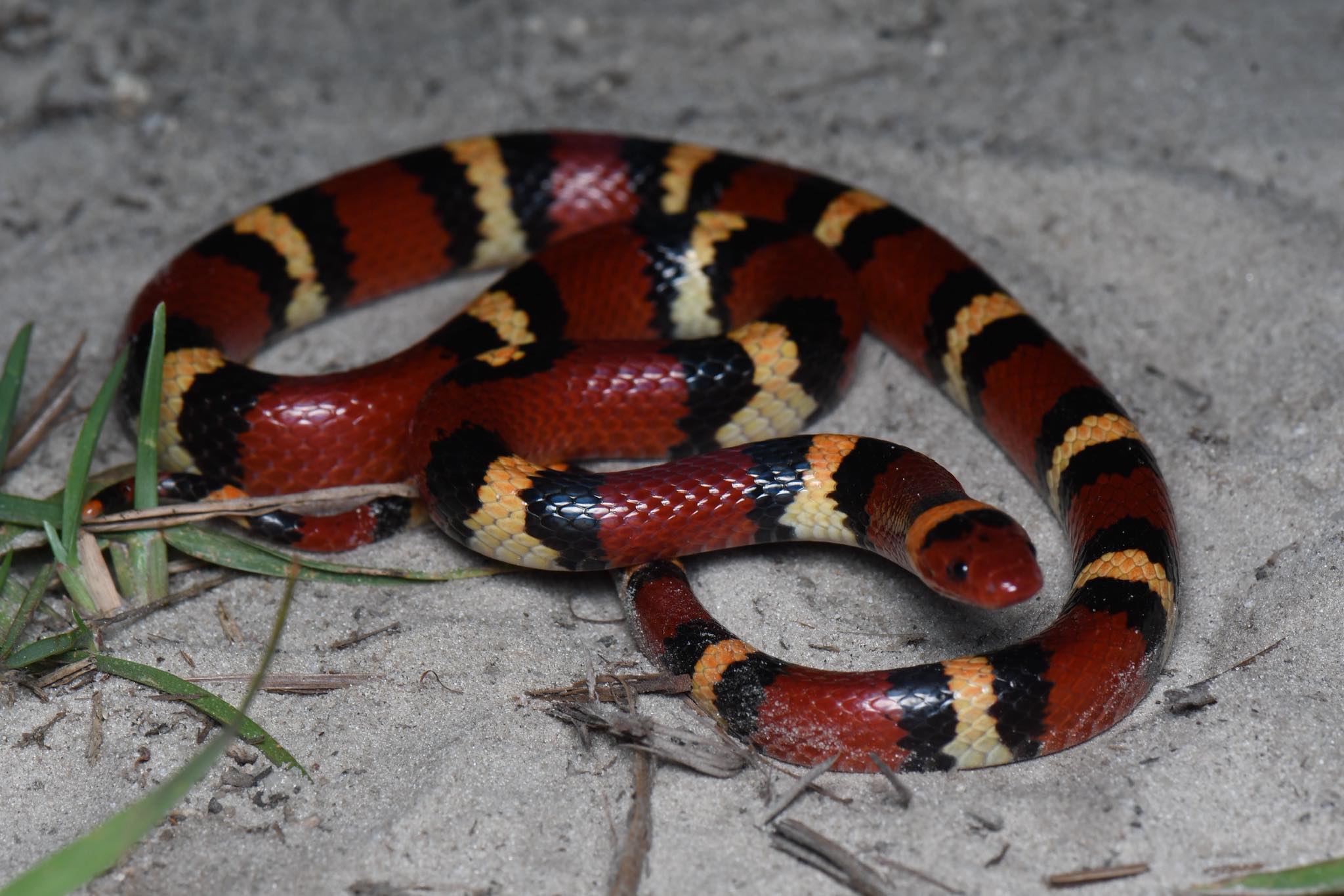 Justin - Like most Scarlet king snakes, this specimen was a pain to ...