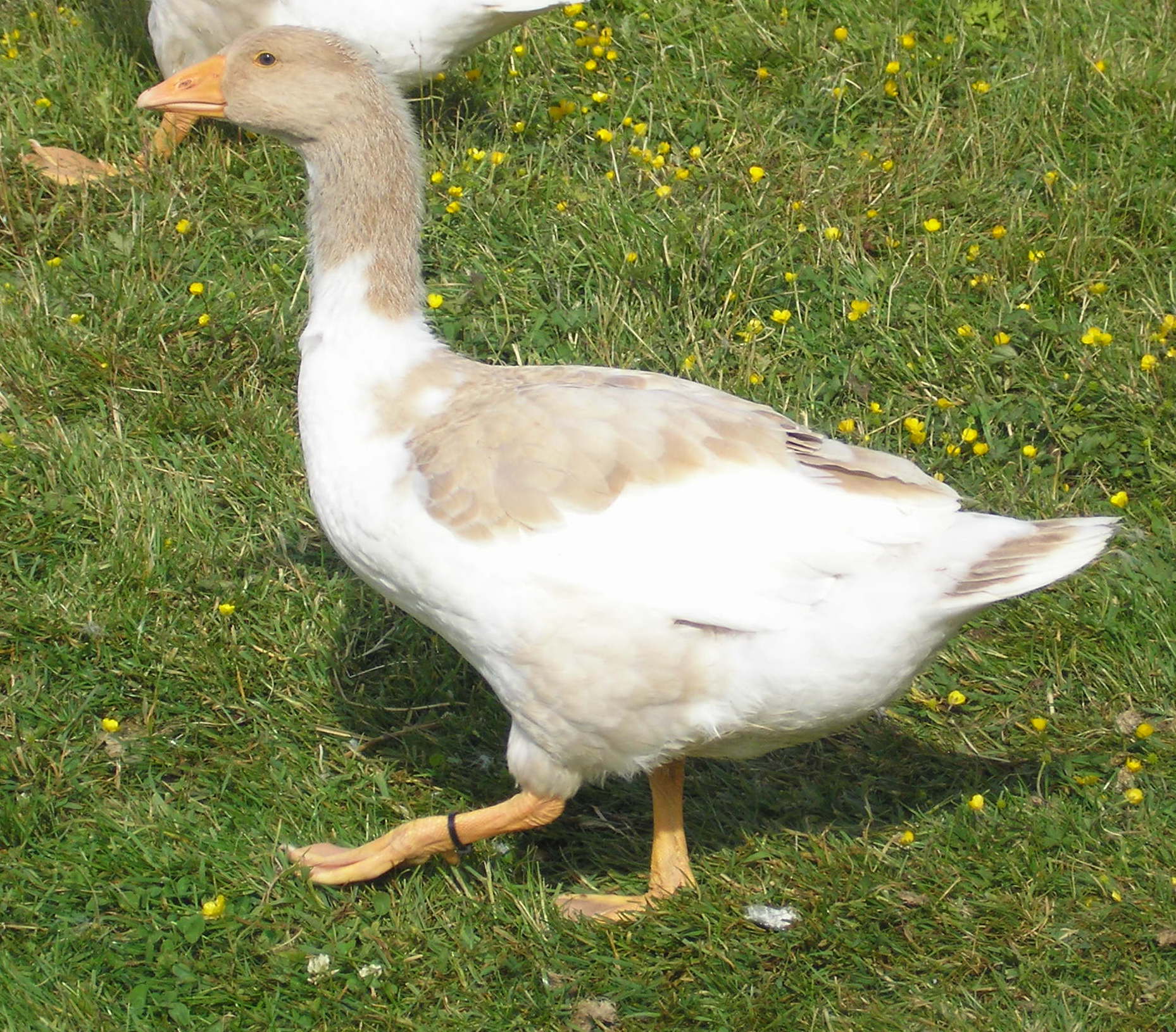 British Waterfowl Association - The saddle-back varieties we know and ...