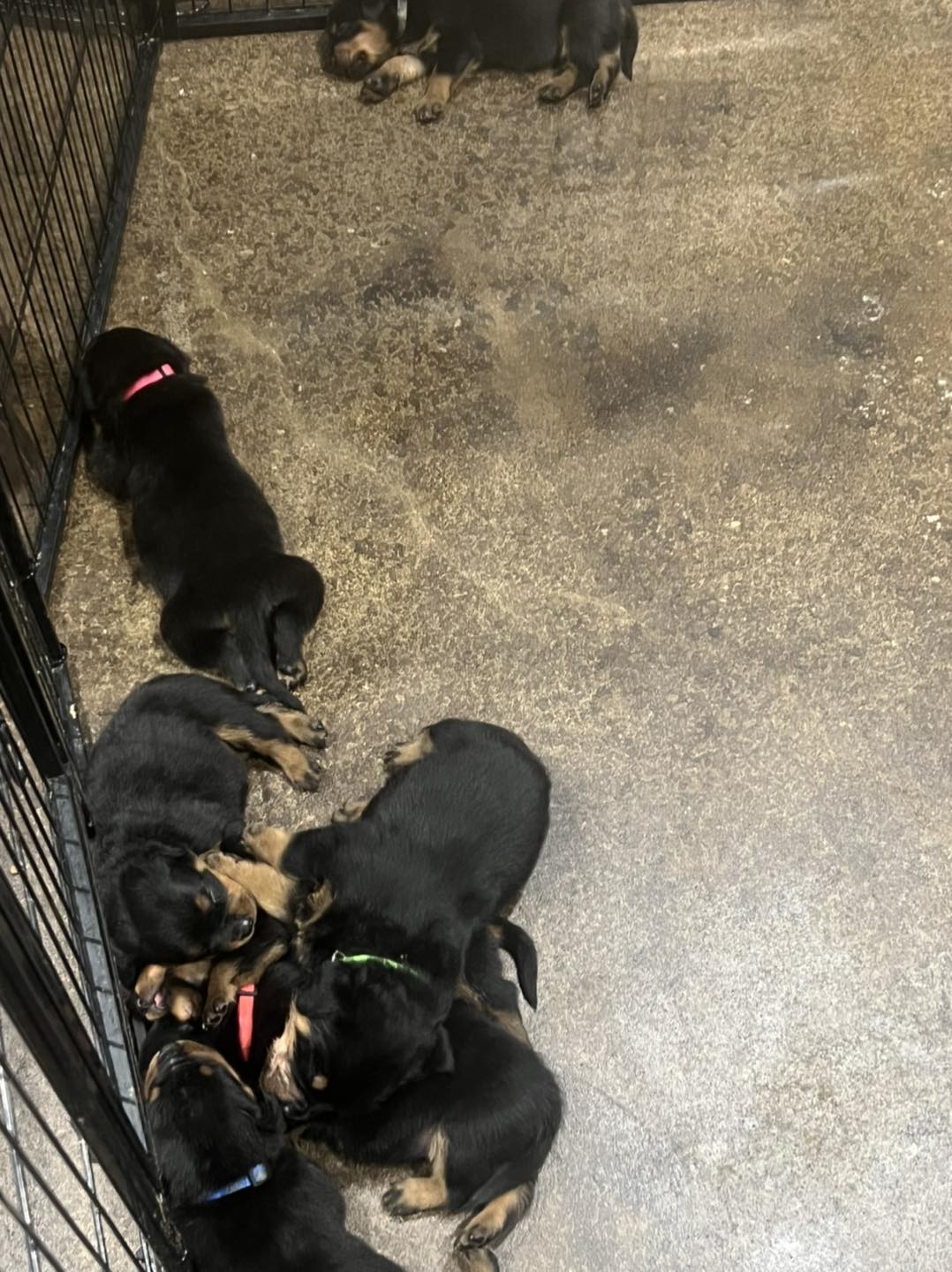 HB Rottweilers - The babies are growing so fast!! 🥰 | Facebook