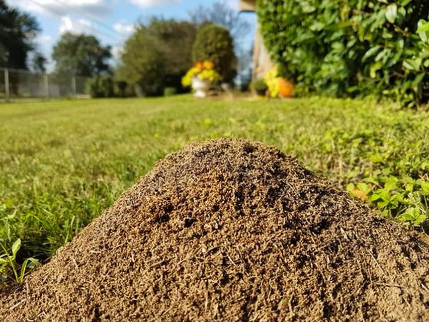 Bug Commando - Time to get rolling on a 12 month Fire Ant... | Facebook