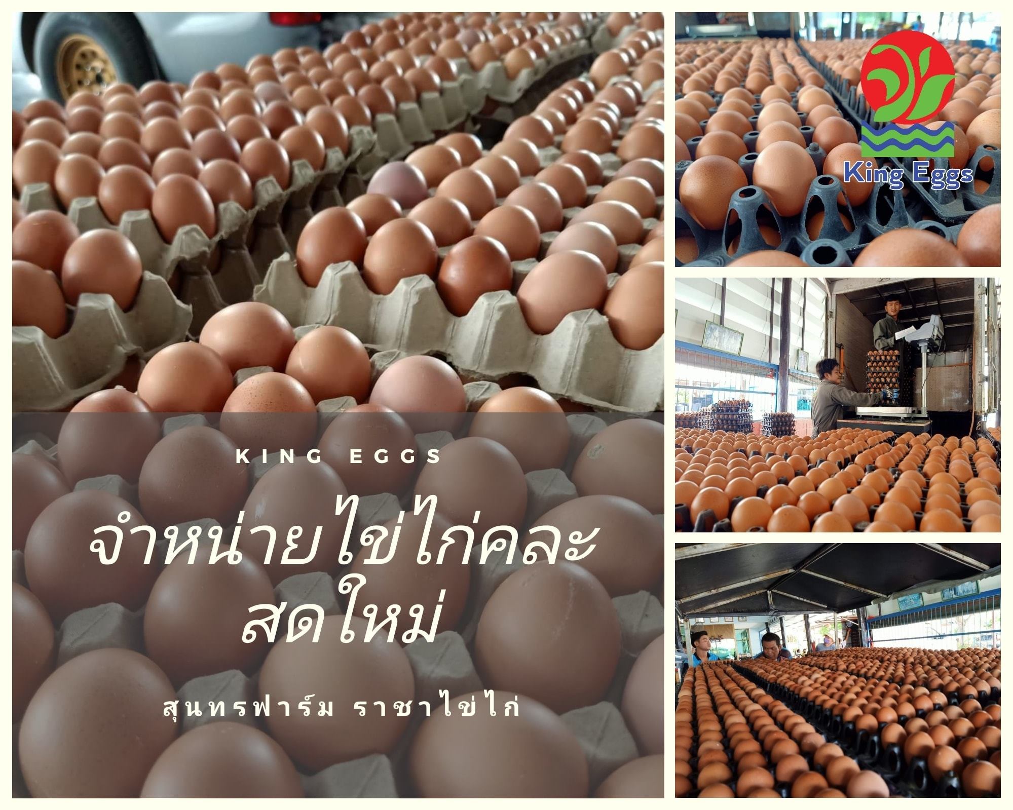 ไข่ไก่สดใหม่... - คิงส์ เอ้กส์ - ราชาไข่ไก่ - King Eggs | Facebook