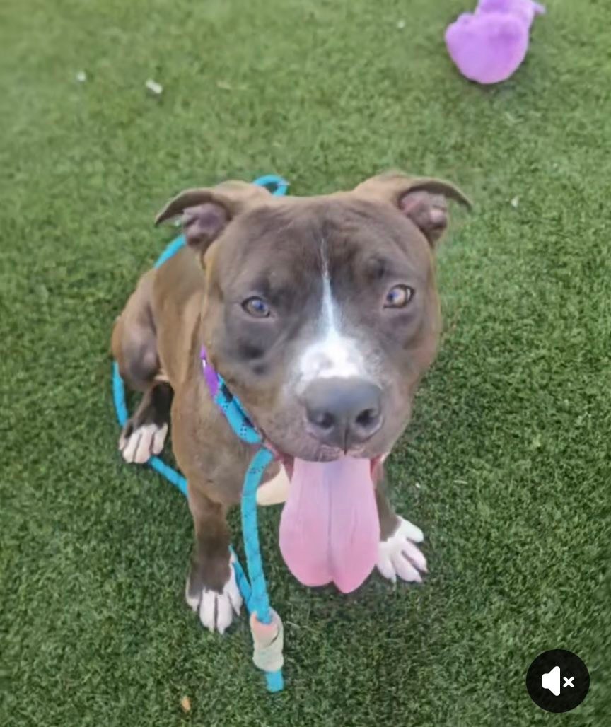 How to save a dog from euthanasia in Philadelphia?