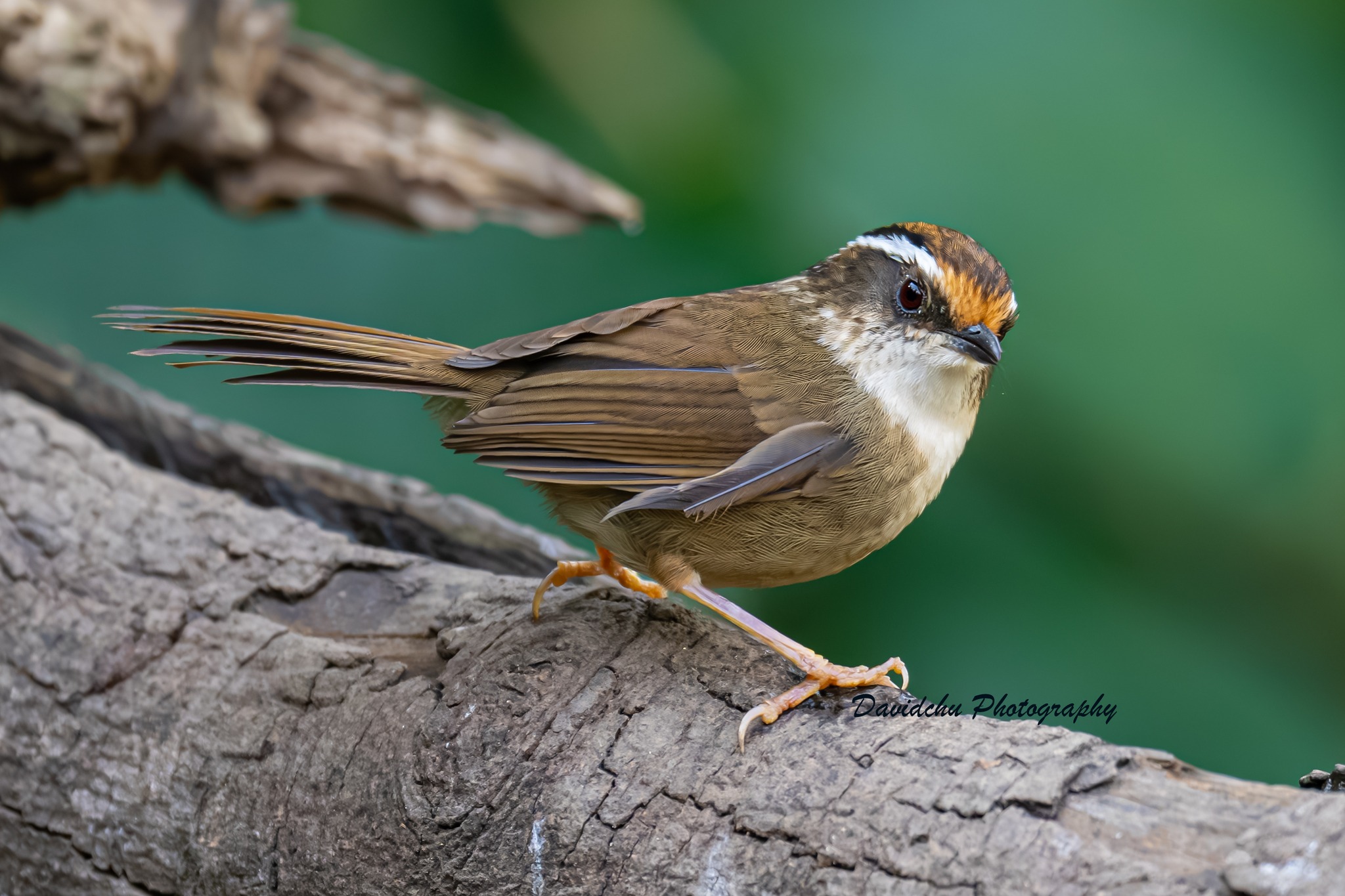褐脅雀鶥(Rusty-capped Fulvetta) #20260307 @ Yunnan, China