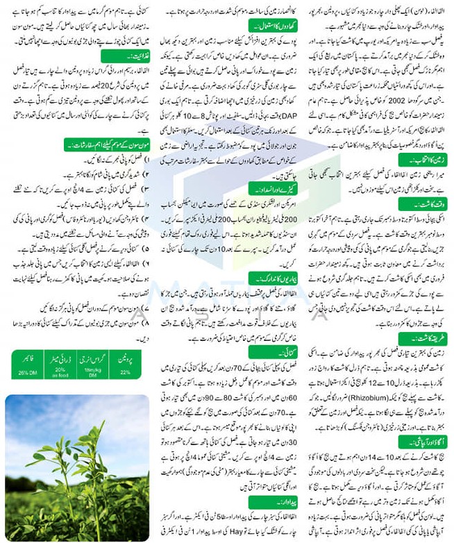 Fodder & Forage Pakistan | Lahore