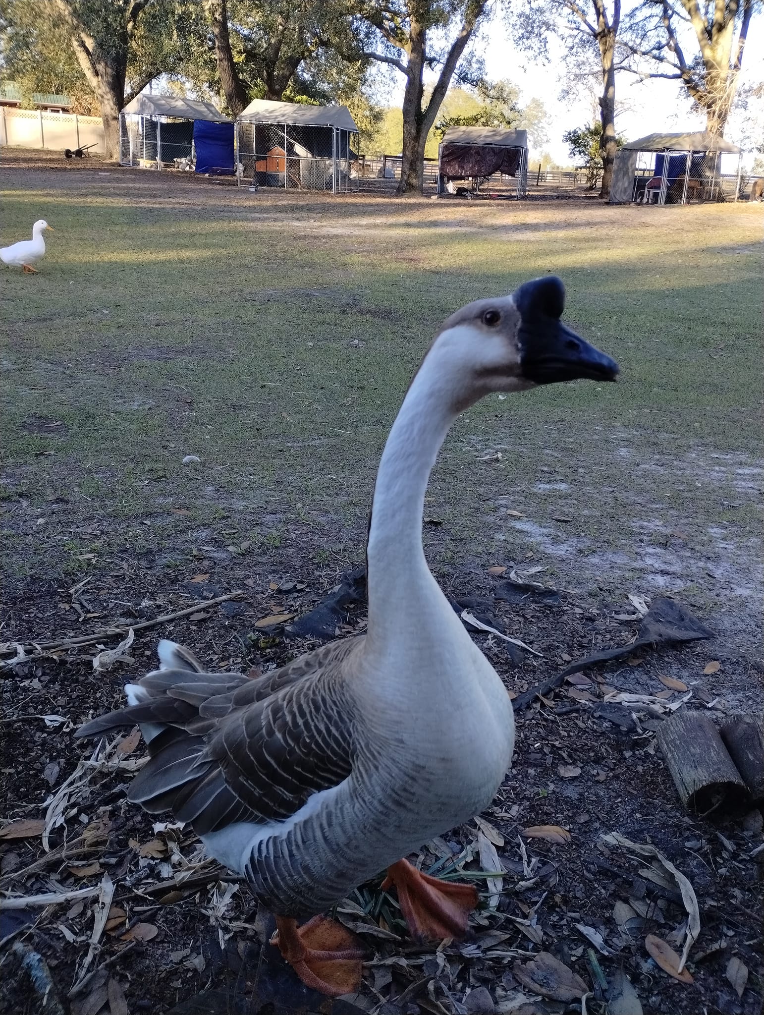 Ark Rescue | Live Oak FL