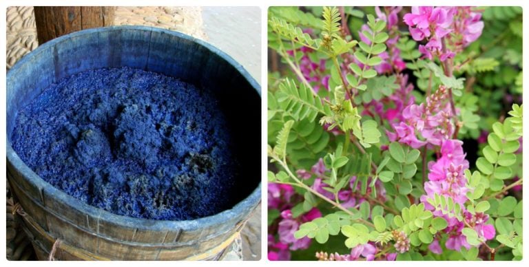 Câu - [Thanh đại] Thanh đại (Indigo pulverata levis) được chế từ nhiều ...