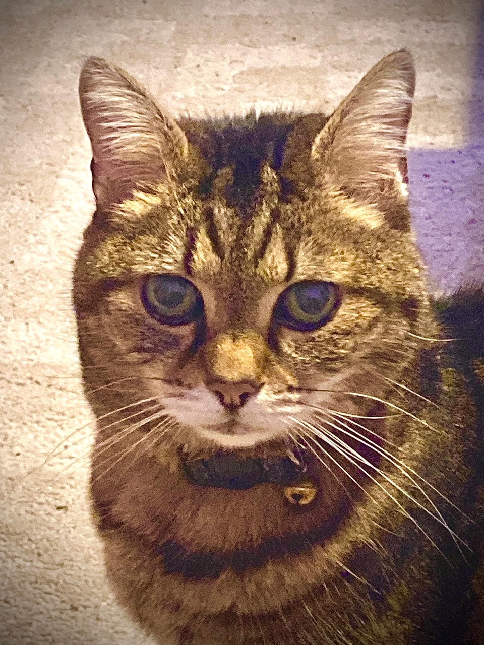 Twilight Cats - UPDATE: NOW FOUND! We have just received... | Facebook