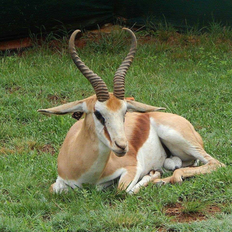 Hartwater springbokke | Johannesburg