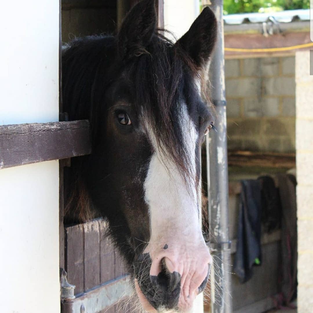Boxley Riding School | Maidstone