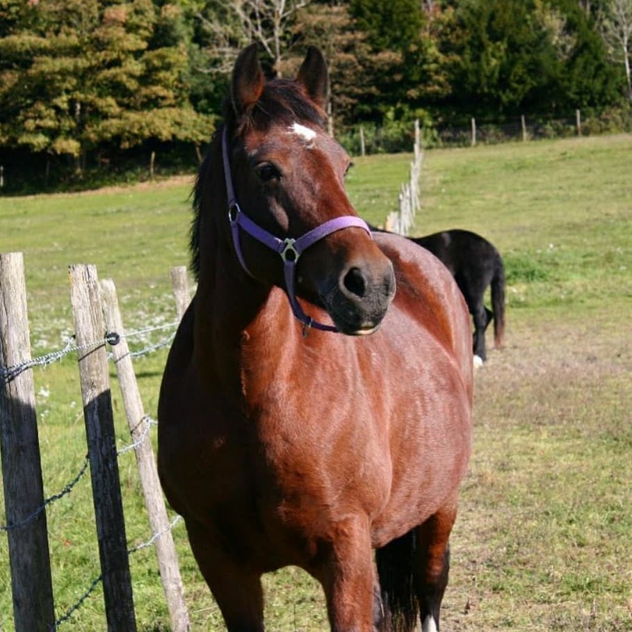 Boxley Riding School | Maidstone