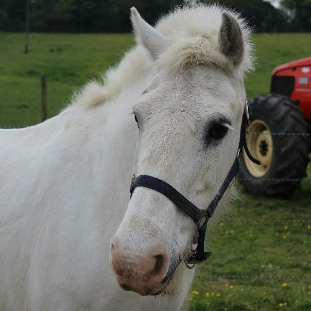 Boxley Riding School | Maidstone
