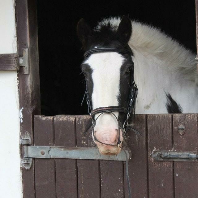 Boxley Riding School | Maidstone